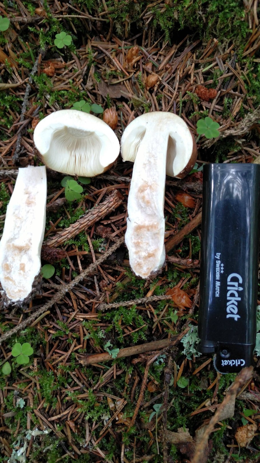 Боровичок гриб