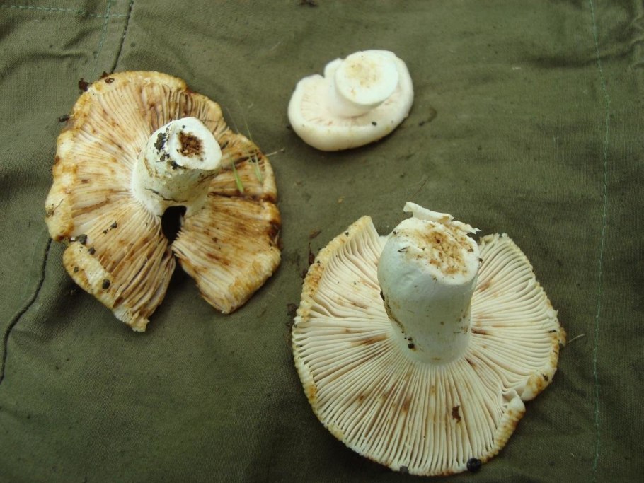 Крымский гриб пахнущий духами