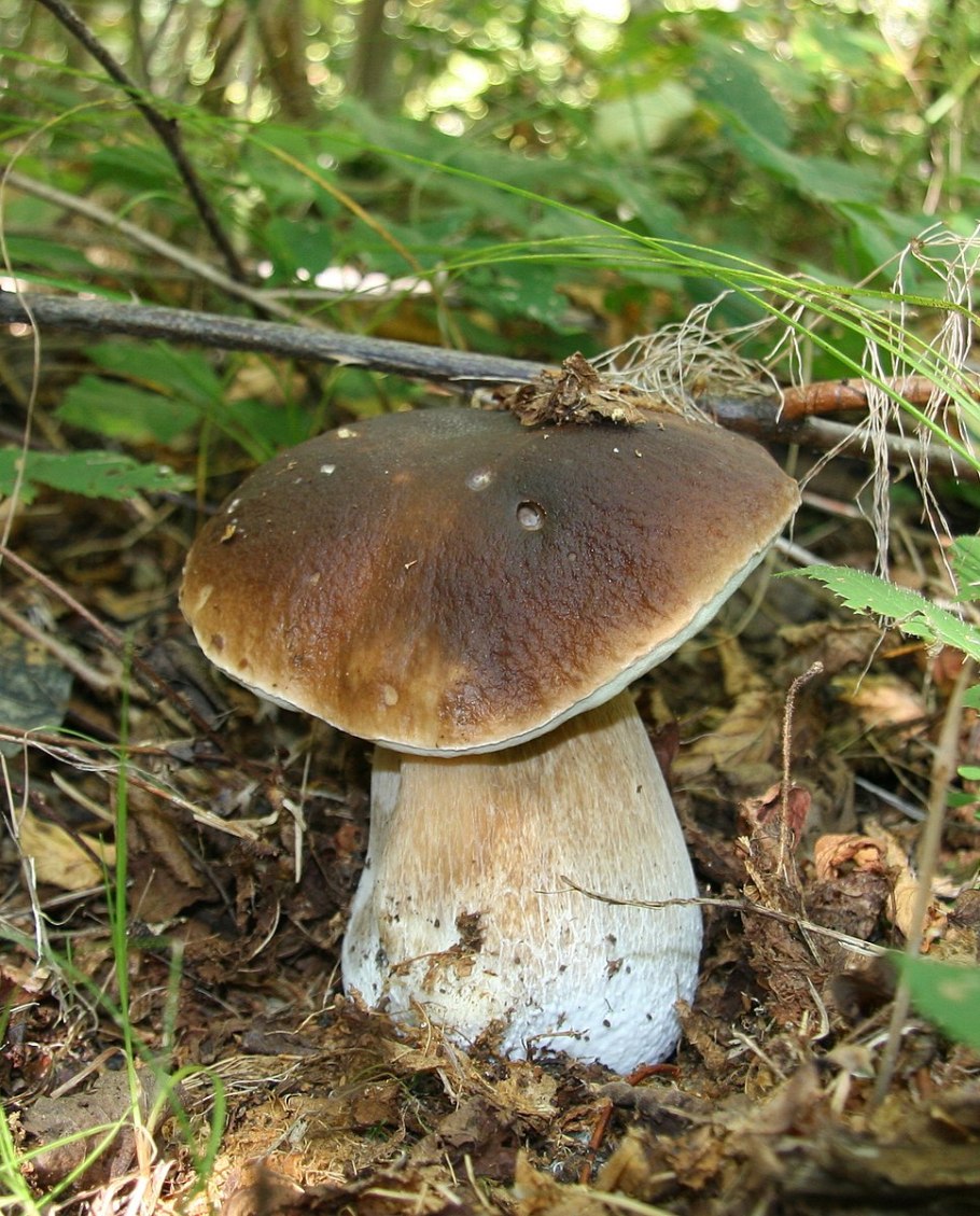 Белые грибы в Сибири