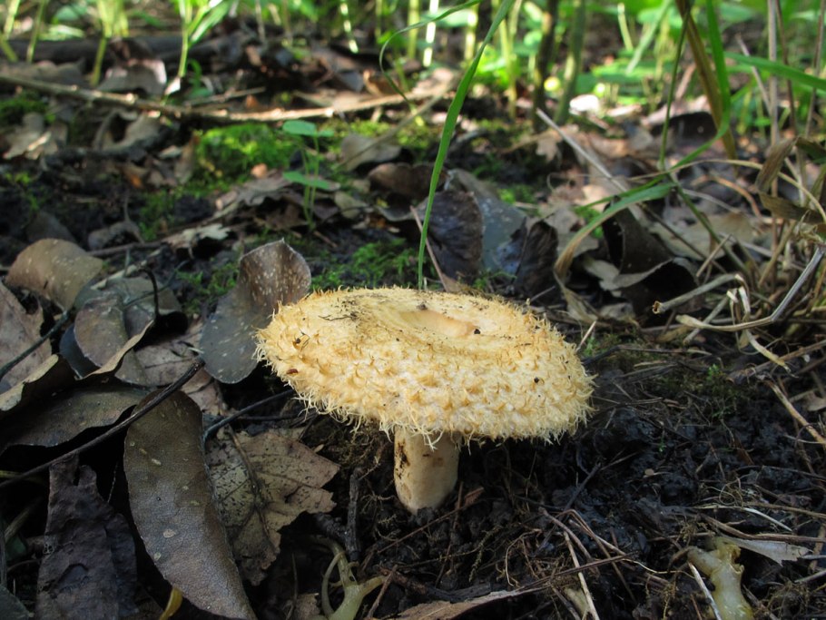 Грибы в опенок красивая