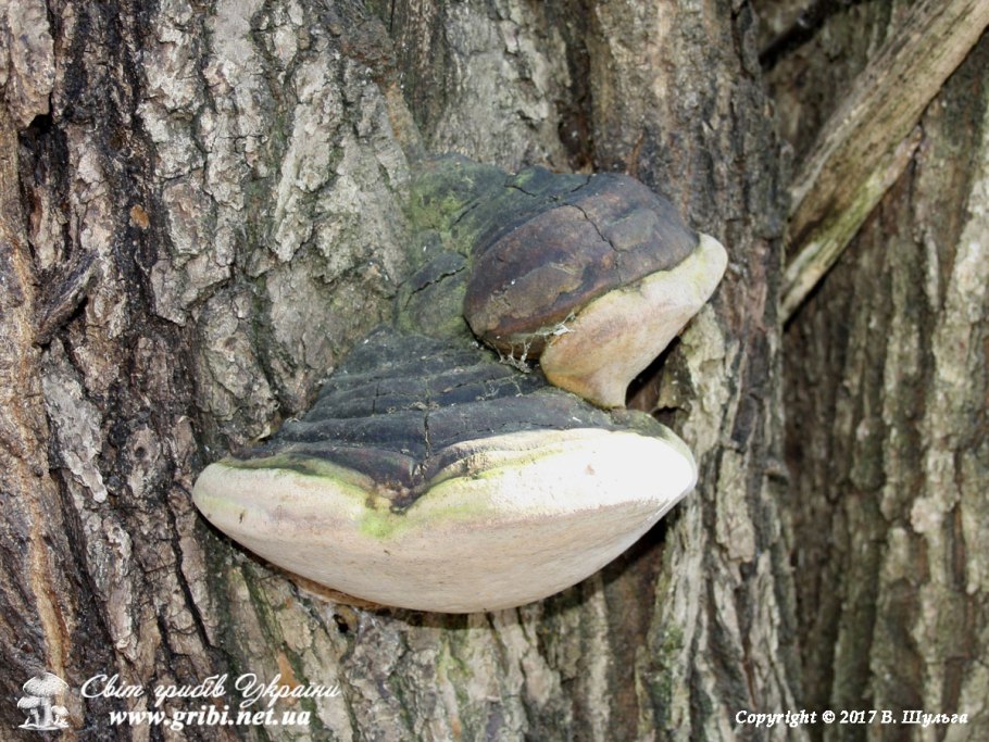 Млечник дубовый Lactarius Quietus