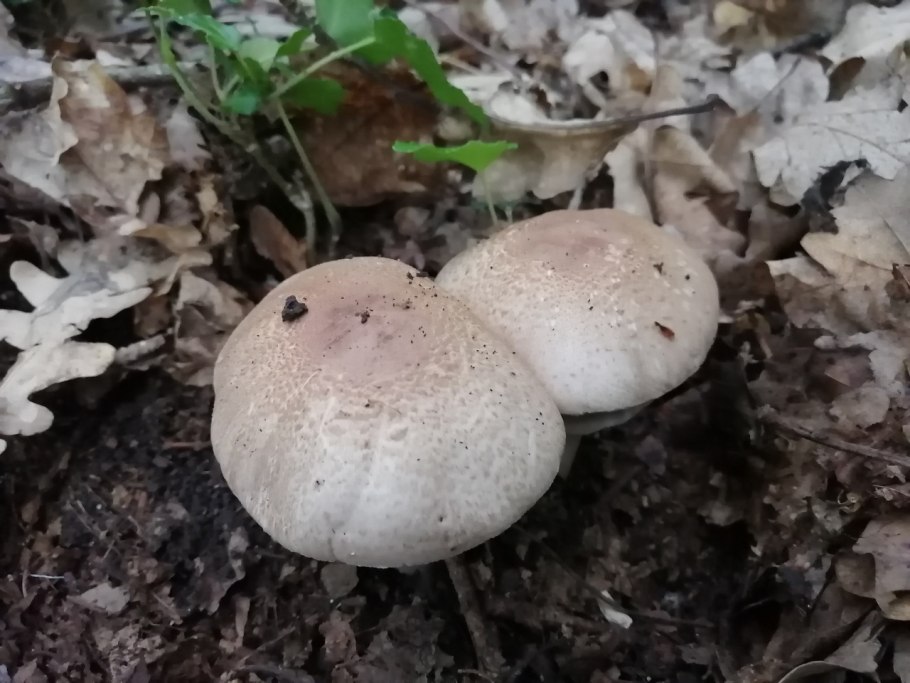 Грибы съедобные колонии