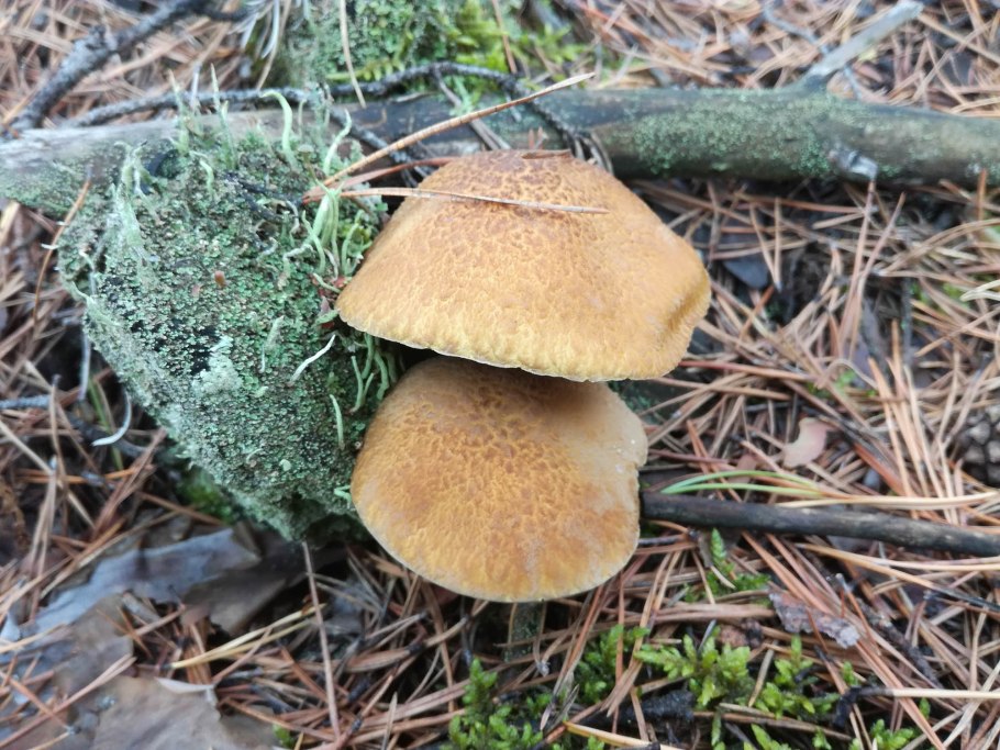 Голубая Мицена ночью