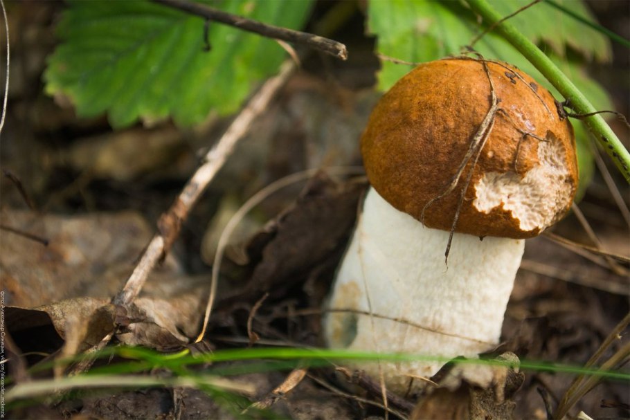 Съедобные грибы Рязанской области