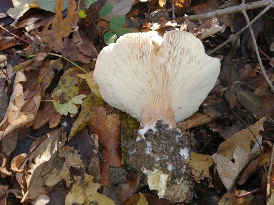 Гриб Филлопорус розово-золотистый