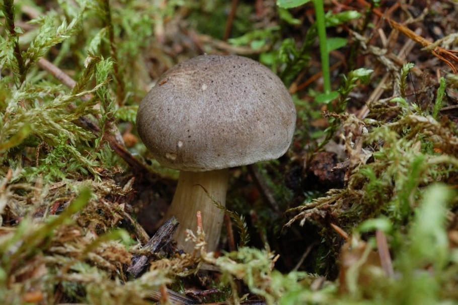 Трубчатые грибы Боровик