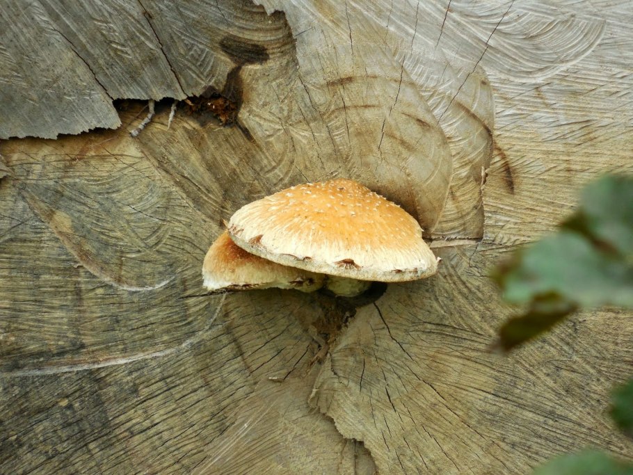 Зеленоватый гриб