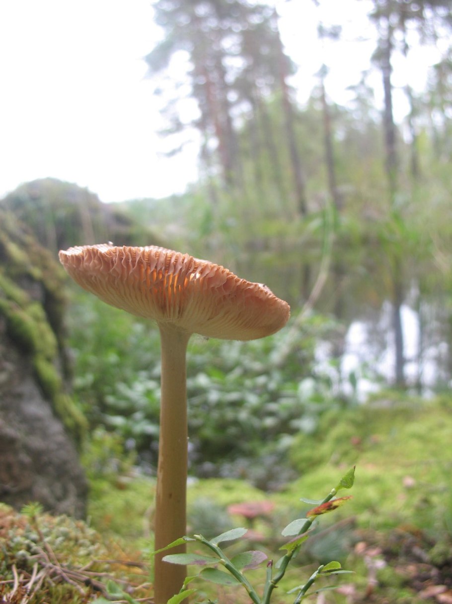 Болет (Боровик) пурпурный