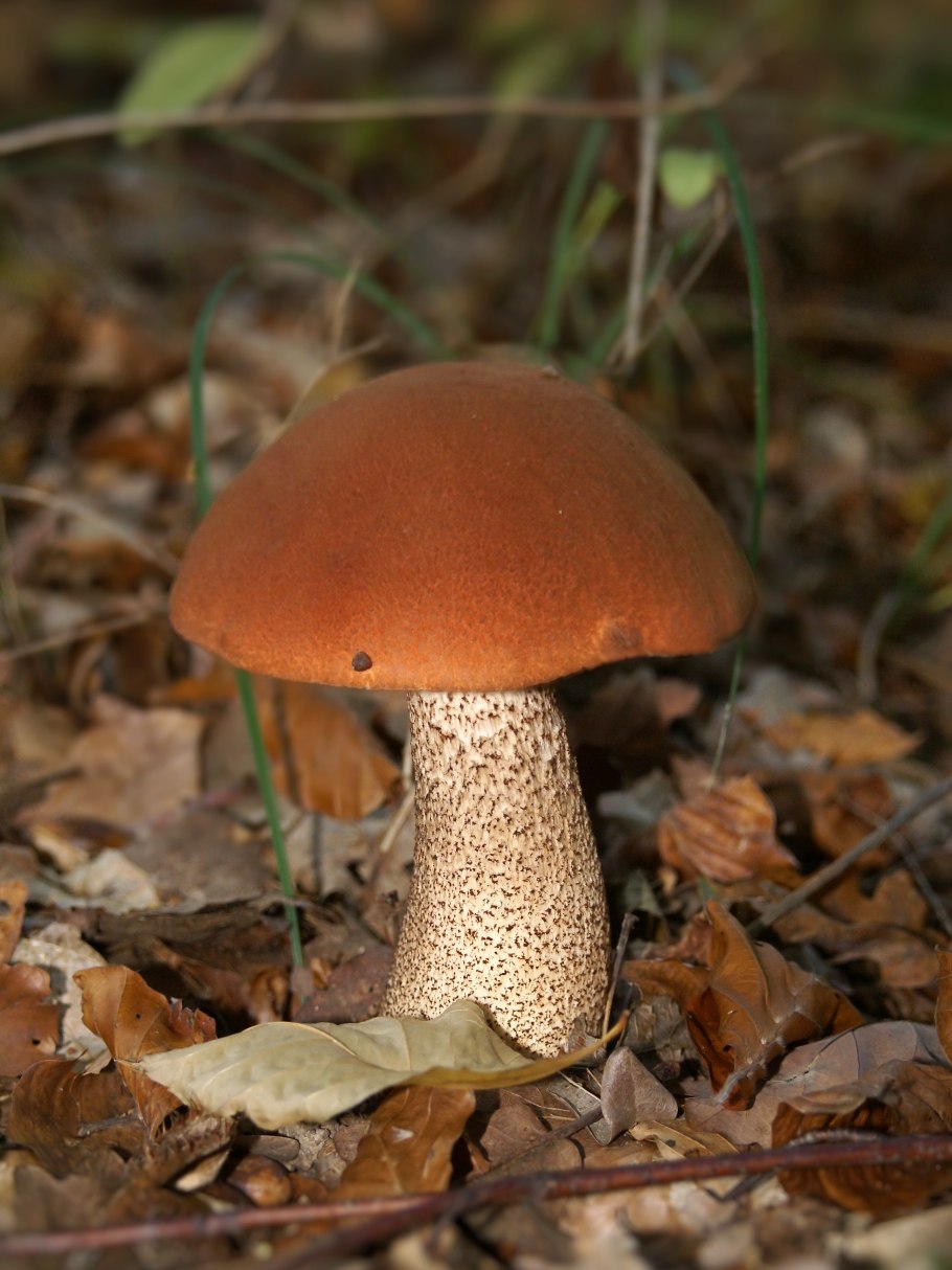 Подосиновик красный (Leccinum aurantiacum)
