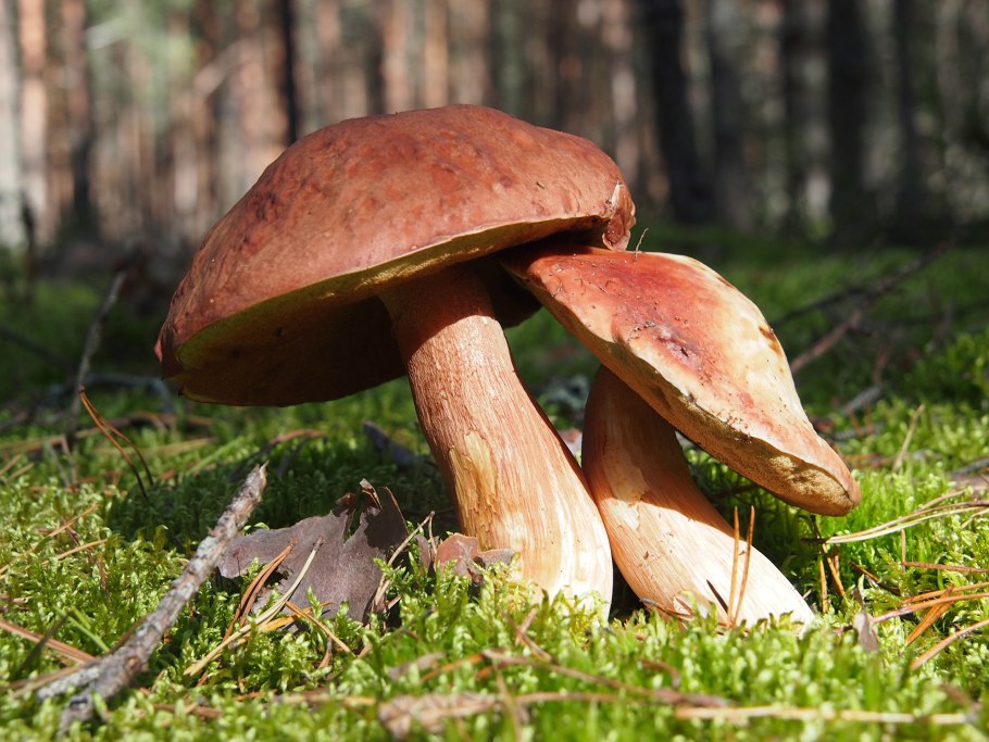 Белый гриб травяной