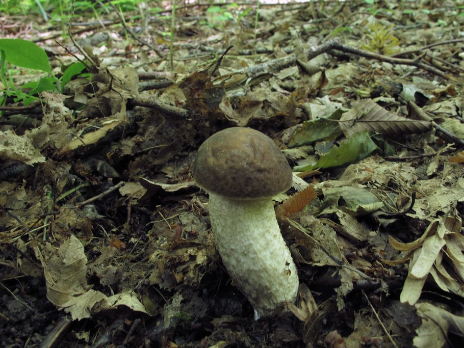 Boletus pulcherrimus