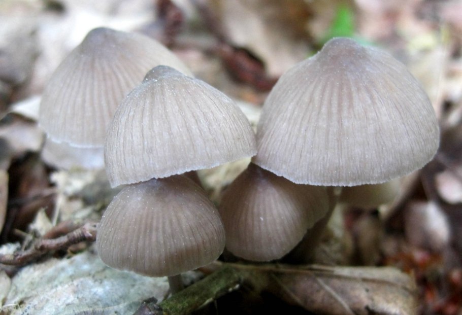 Гриб желтый Боровик