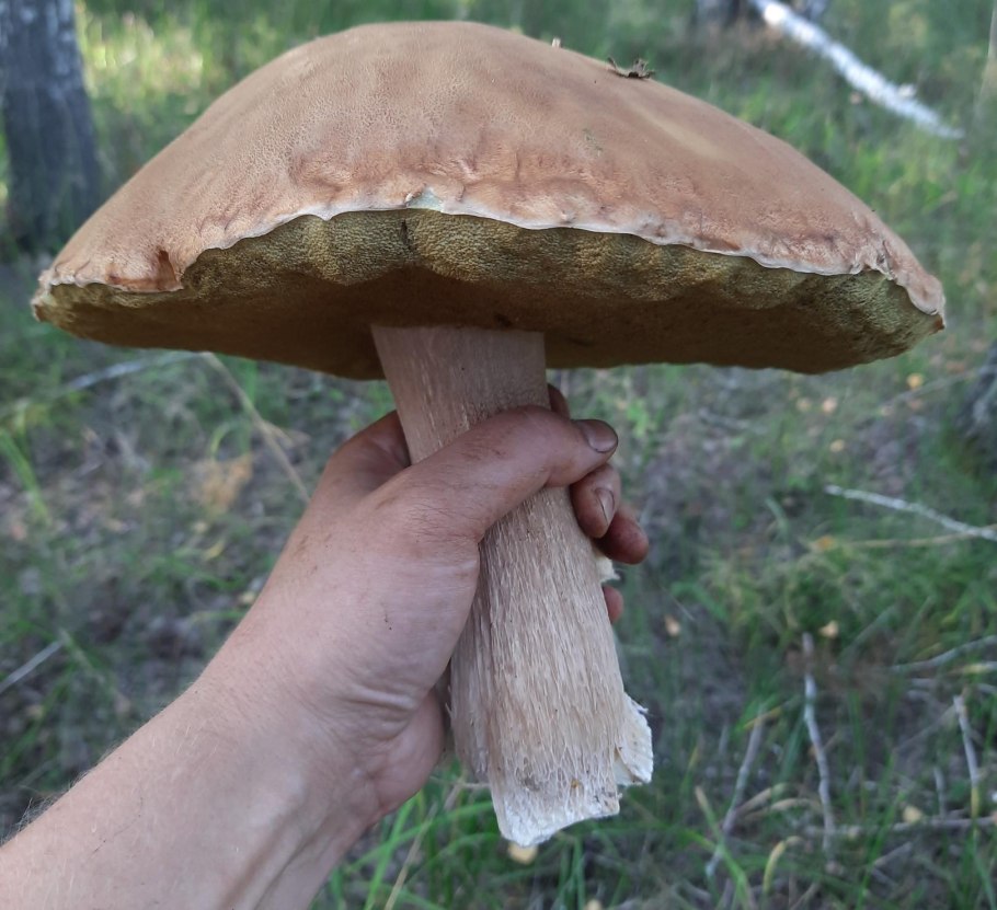 Белый гриб место произрастания в НСО