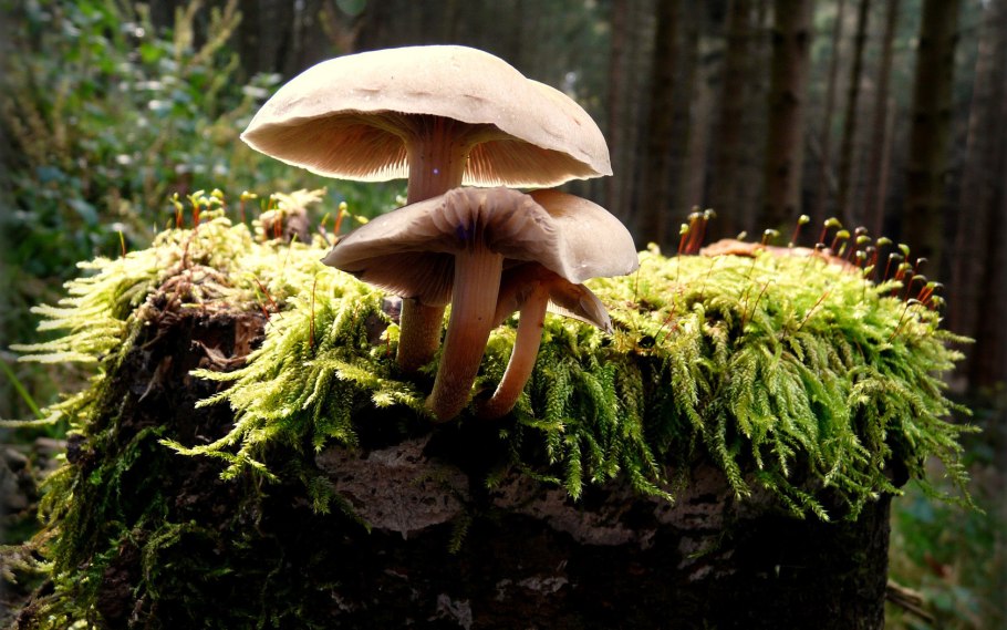 Московский белый гриб