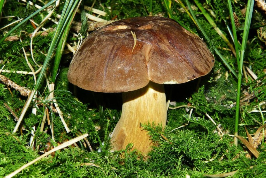 Боровик девичий (Boletus appendiculatus)