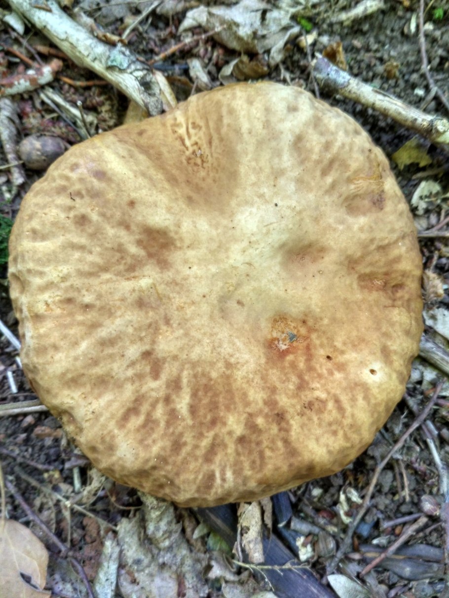 Крымский гриб пахнущий духами