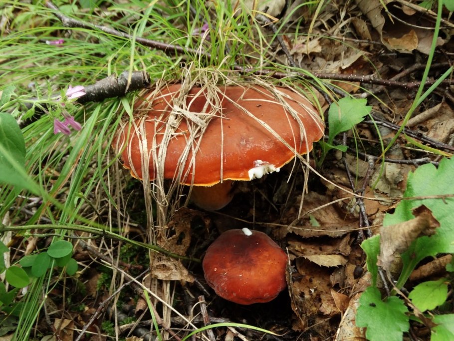 Подмолочник гриб