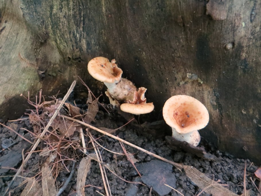 Гриб ушки подорешник Сахалинский