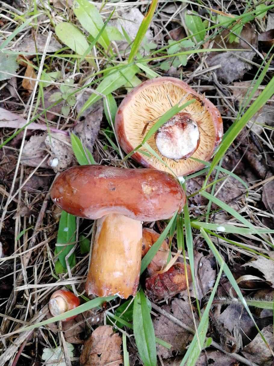 Lactarius volemus подмолочник