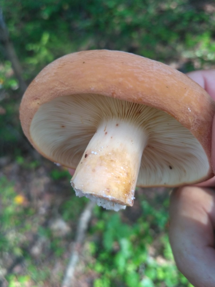 Подмолочник молочай гриб