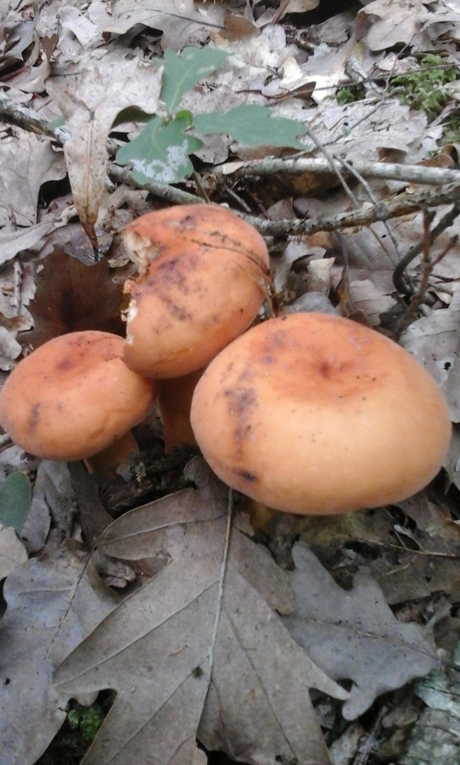 Молочай подорешник гриб