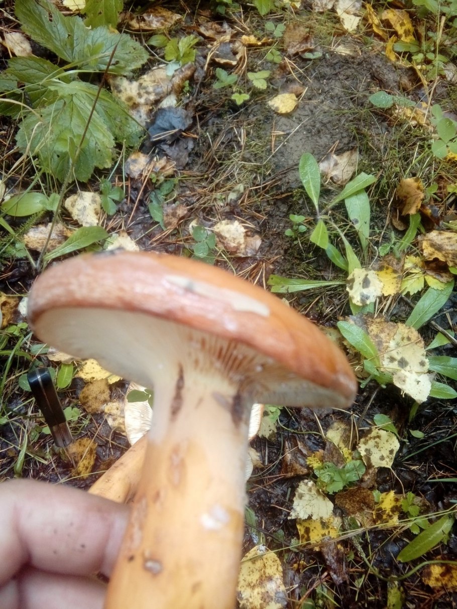 Lactarius volemus подмолочник