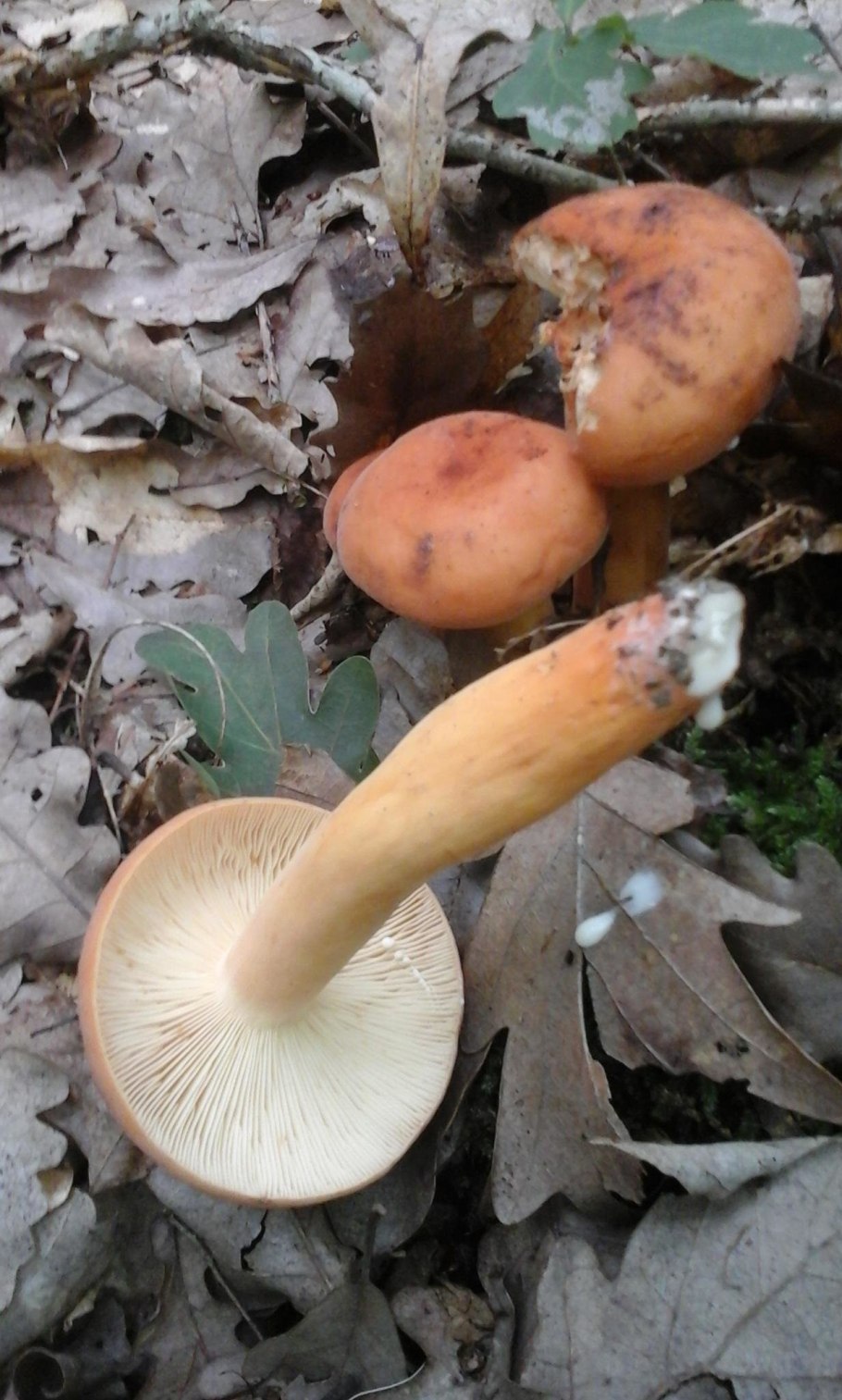 Lactarius volemus подмолочник