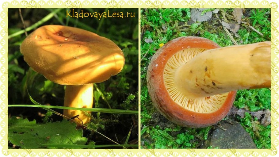 Гриб подорешник съедобный