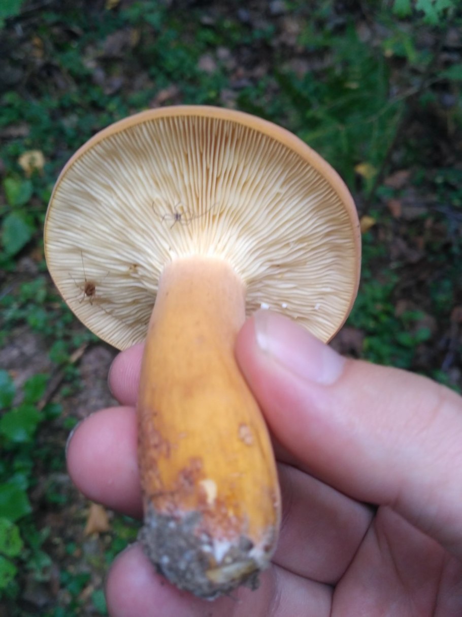 Lactarius volemus подмолочник
