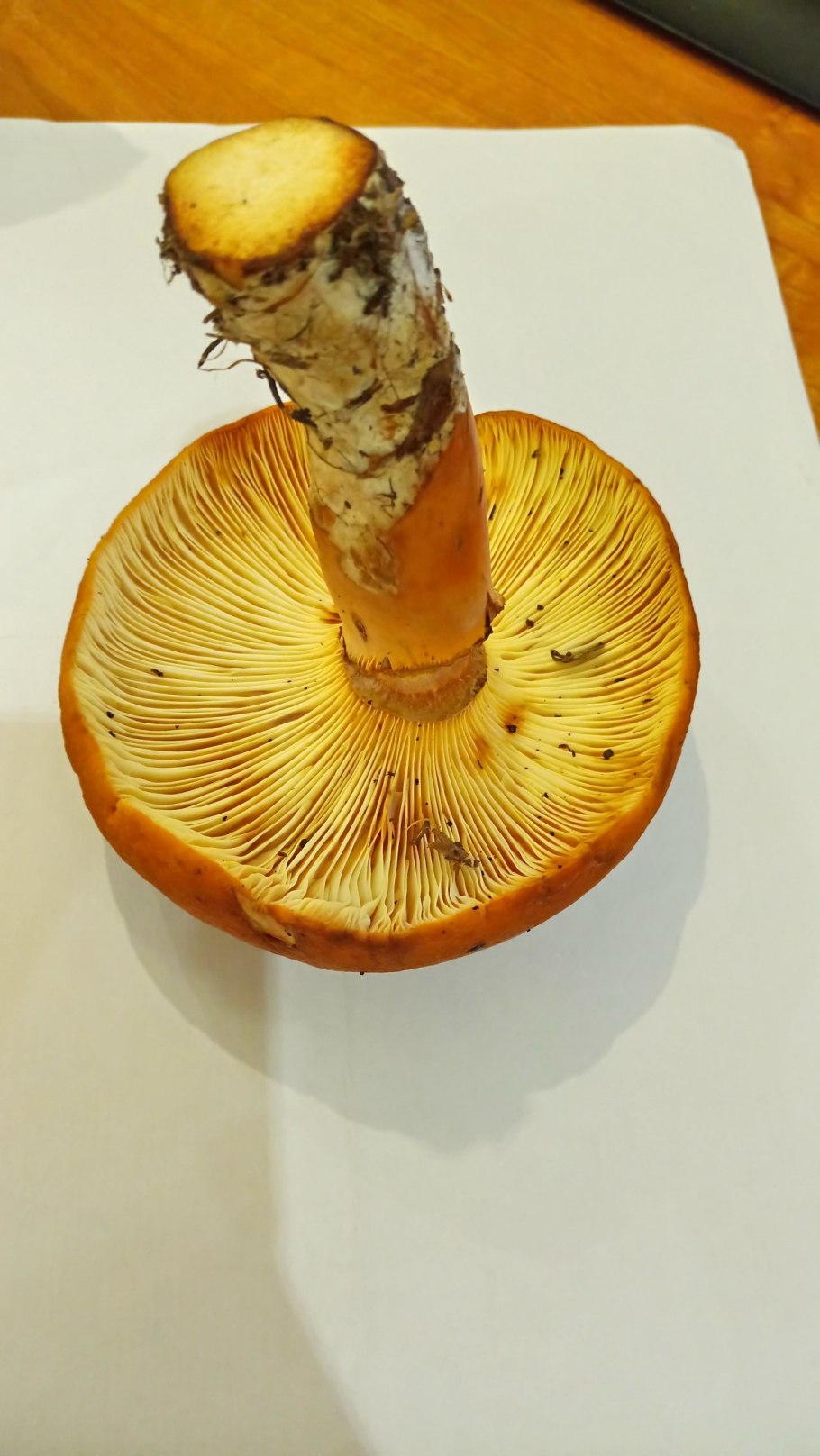 Подмолочник гриб