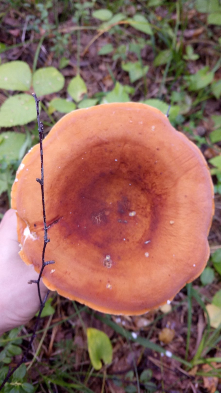 Млечник подорешник