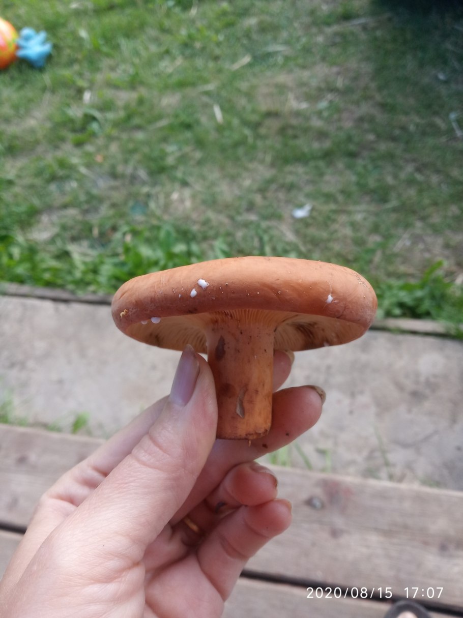 Молочай или подмолочник