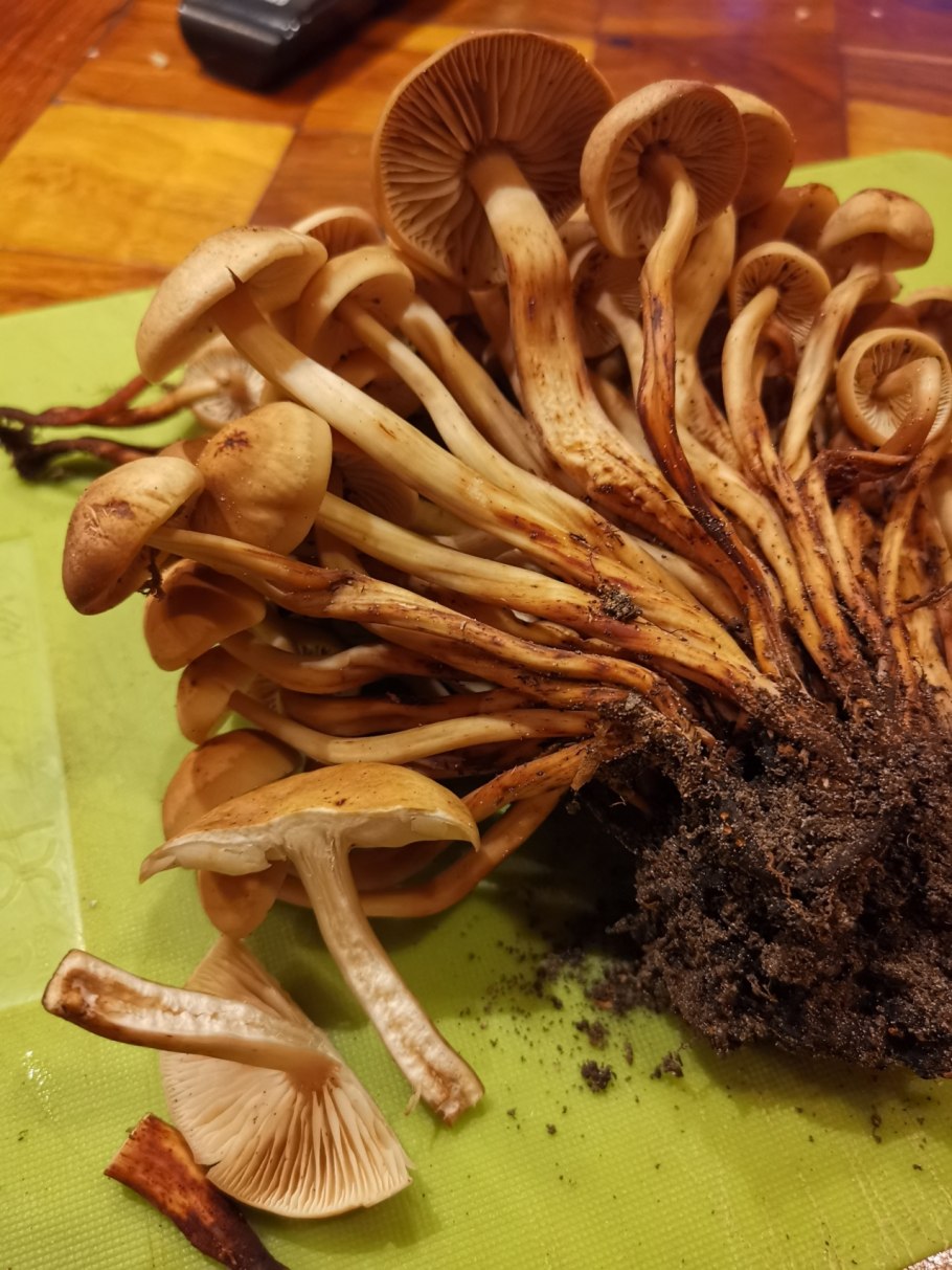 Грибы растущие семейкой