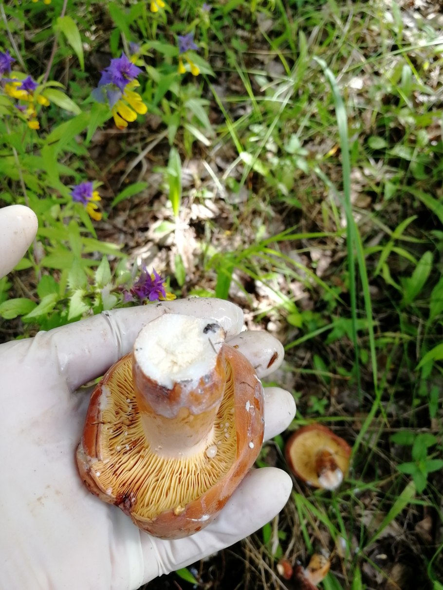 Lactarius volemus гриб