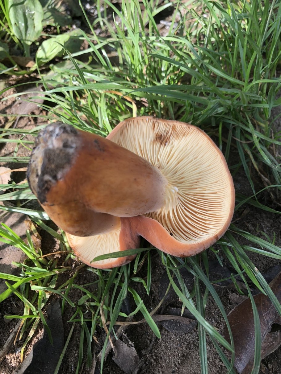 Lactarius volemus подмолочник