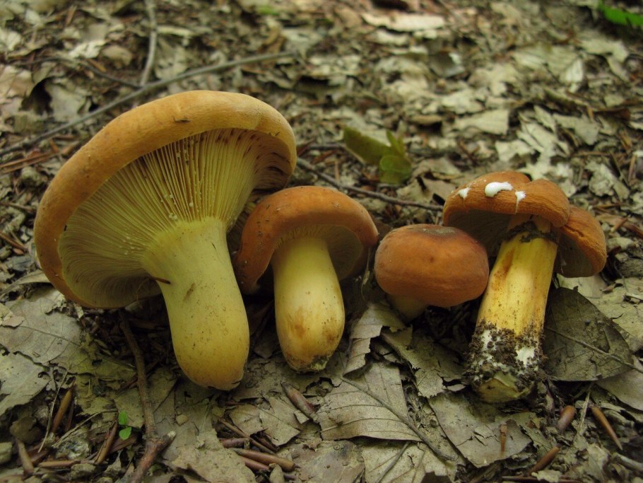 Молочай или подмолочник (Lactarius volemus)