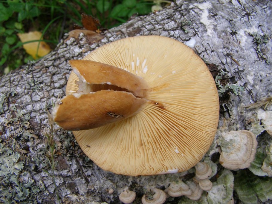 Подмолочник гриб