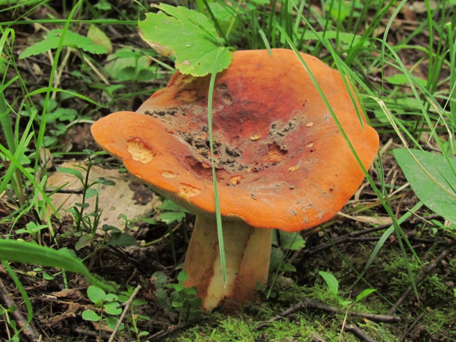 Подмолочник молочай гриб