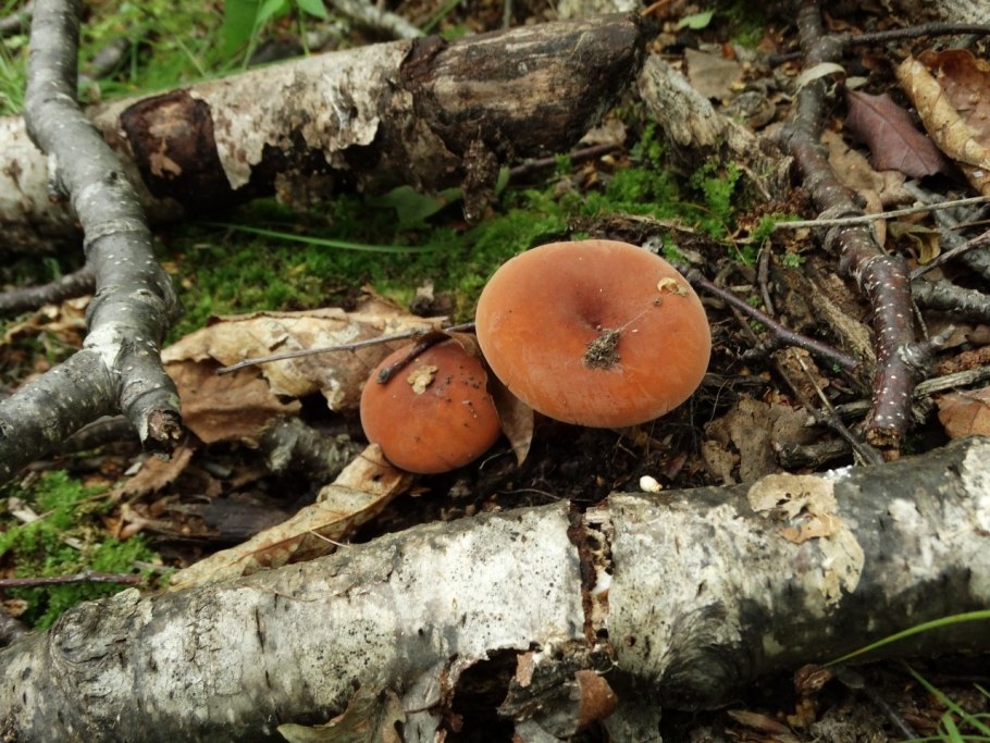 Красный молочай гриб