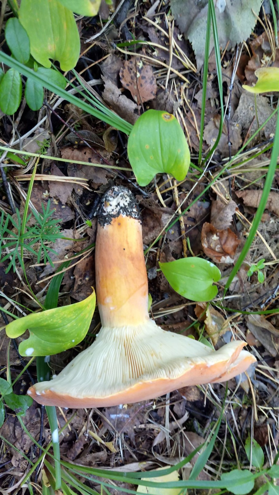 Lactarius volemus