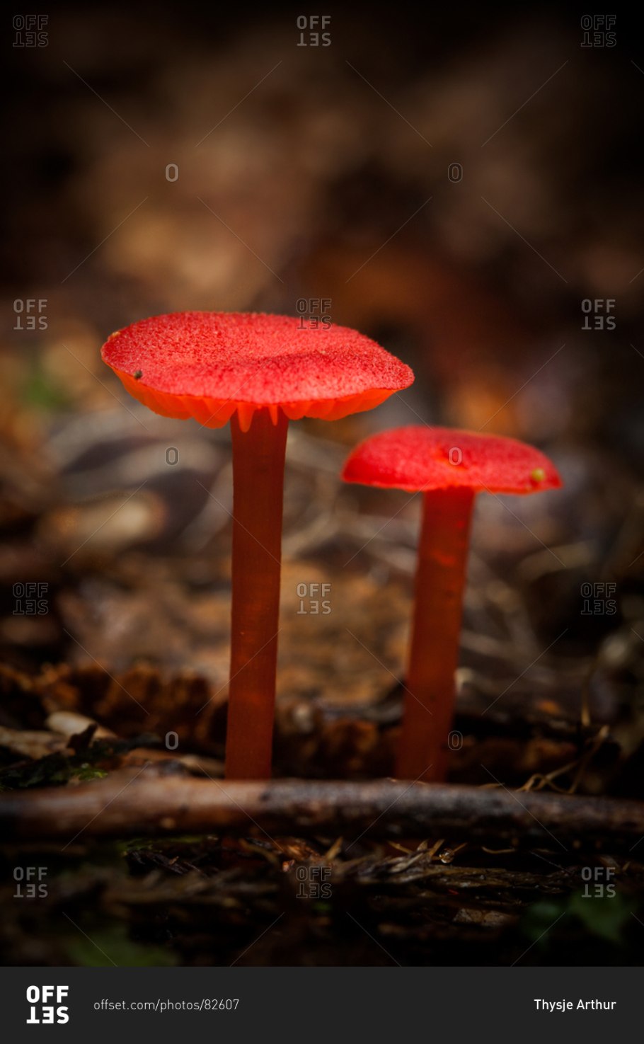 Красный древесный гриб Крым