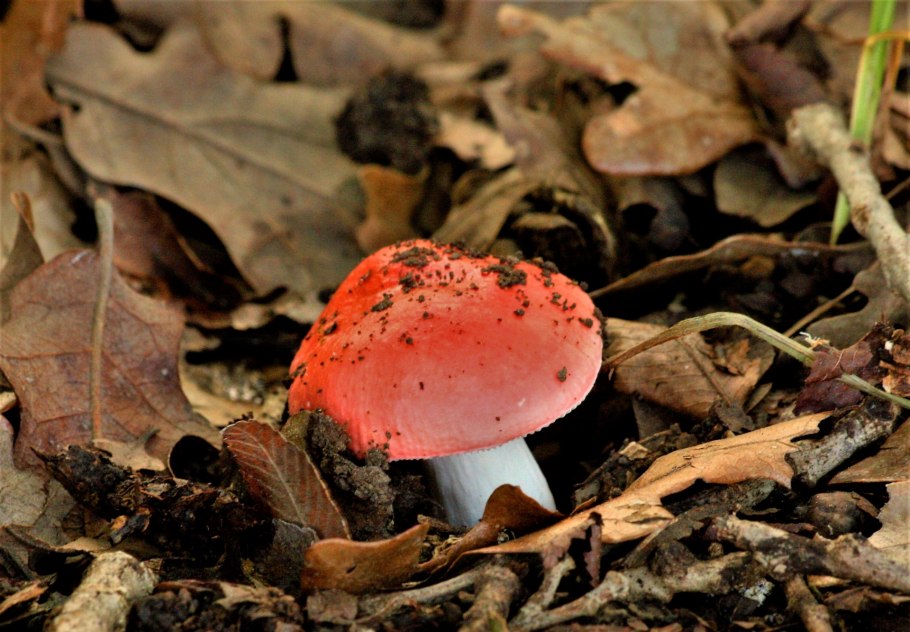 Красик гриб