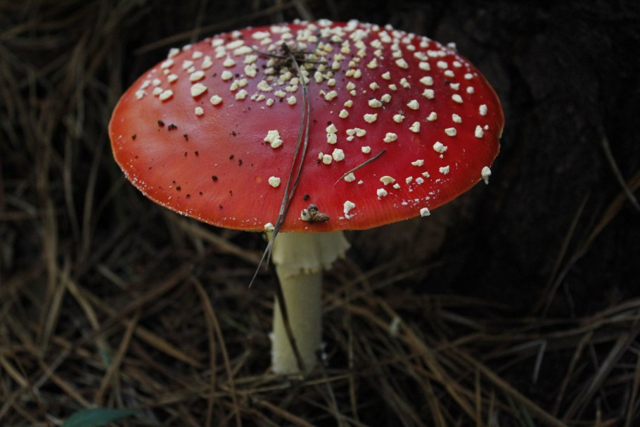 Гриб Amanita Jackson