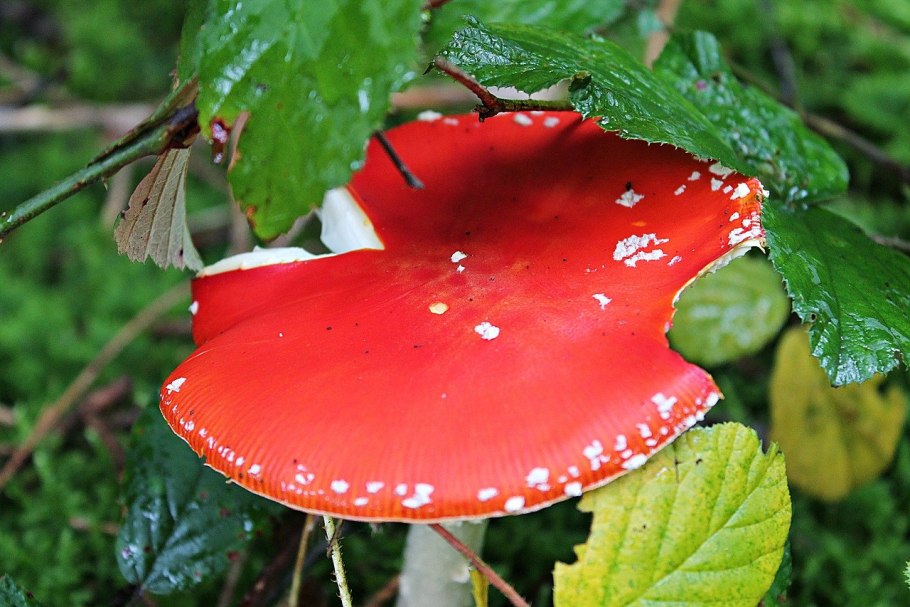 Аманита Мускария