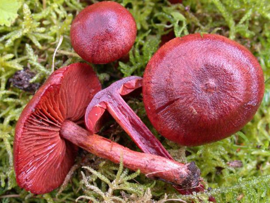 Сыроежки степные