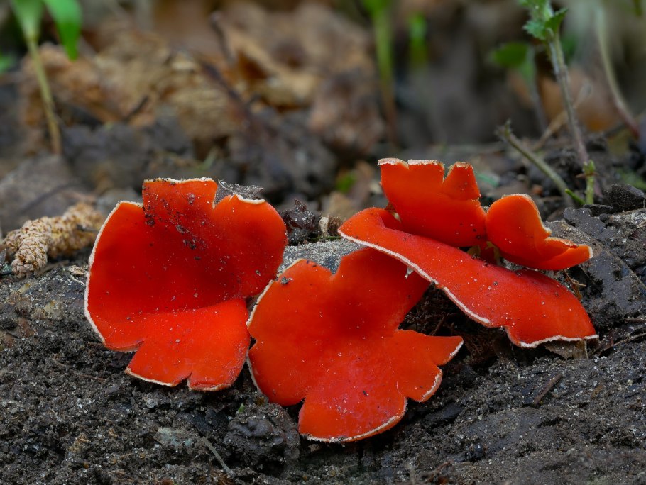 Sarcoscypha coccinea