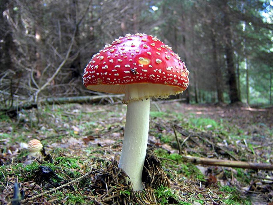 Шляпочные грибы мухомор