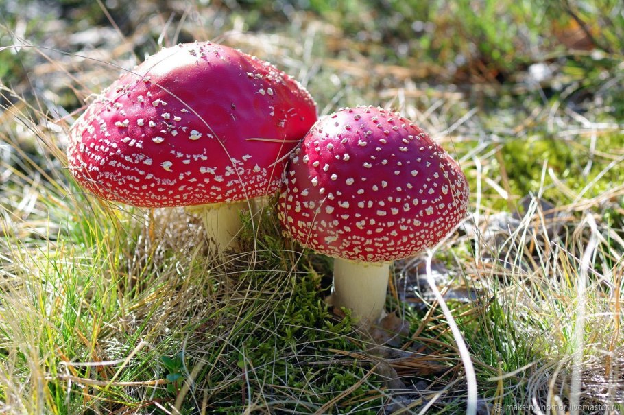 Аманита Мускария