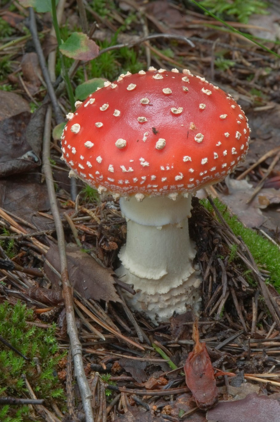 Мухомор Amanita muscaria