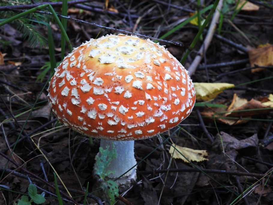 Красный Королевский мухомор